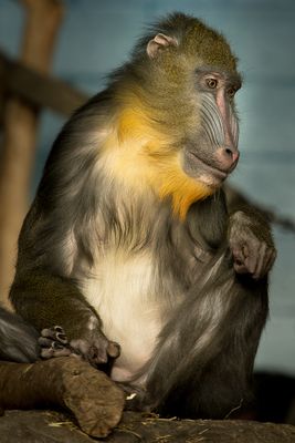 Mandrill - Zoo de Granby
