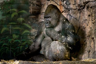 Gorille des plaines - Zoo de Granby