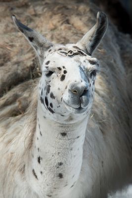 Lama - Zoo de Granby