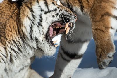 Tigre - Zoo de Granby