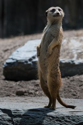 Suricate - Zoo de Granby