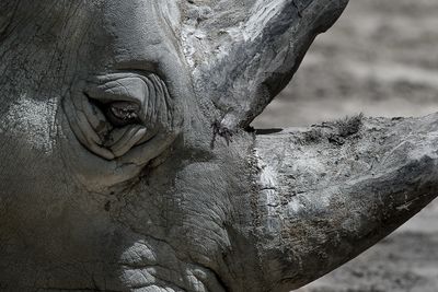 Rhinocros - Zoo de Granby