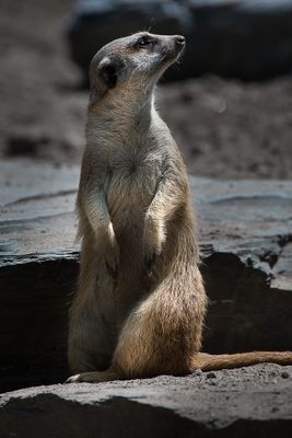 Suricate - Zoo de Granby