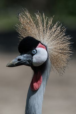 Grue couronne - Zoo de Granby