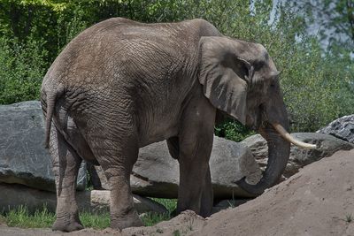 lphant dAfrique - Zoo de Granby