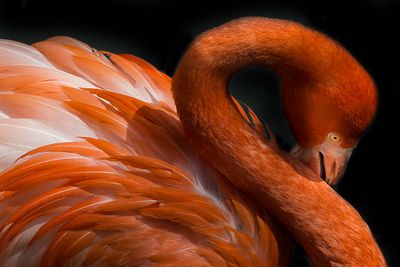 Flamand rose - Zoo de Granby