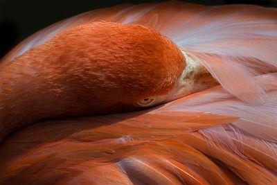 Flamand rose - Zoo de Granby