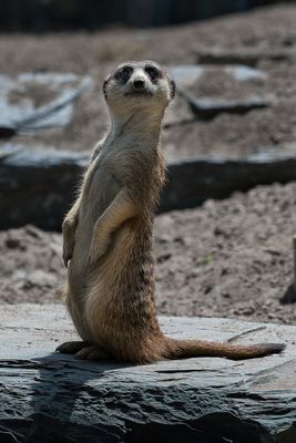 Suricate - Zoo de Granby