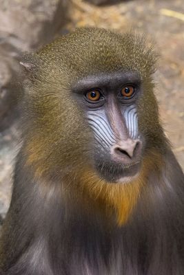 Mandrill - Zoo de Granby