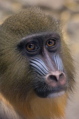 Mandrill - Zoo de Granby