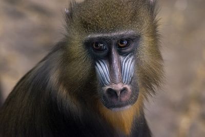 Mandrill - Zoo de Granby