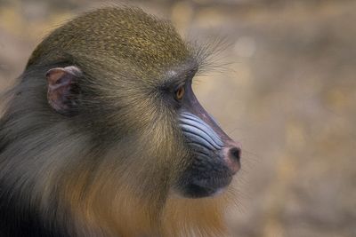 Mandrill - Zoo de Granby