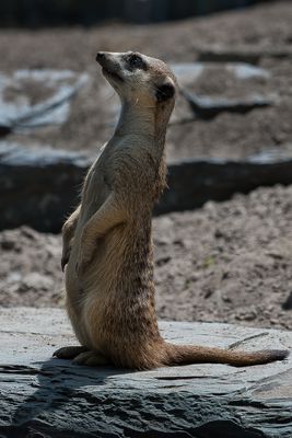 Suricate - Zoo de Granby