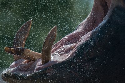 Hippopotame - Zoo de Granby