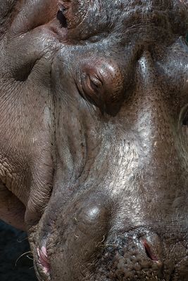 Hippopotame - Zoo de Granby