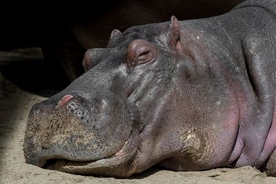 Hippopotame - Zoo de Granby