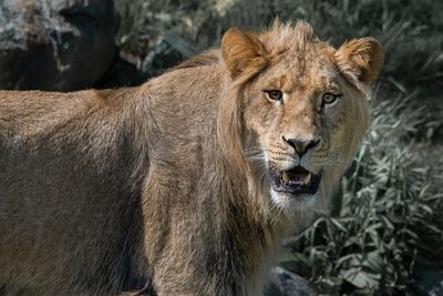 Lion - Zoo de Granby