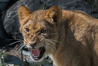 Lion - Zoo de Granby