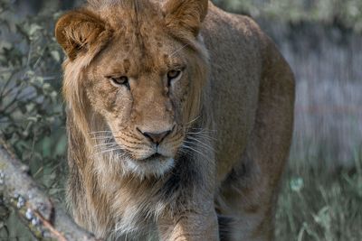 Lion - Zoo de Granby