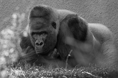 Gorille des plaines - Zoo de Granby
