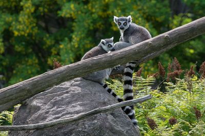 Lmur catta - Zoo de Granby