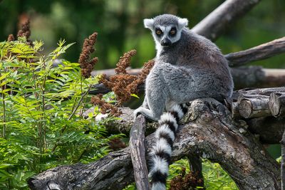 Lmur catta - Zoo de Granby