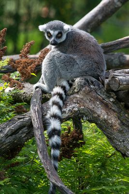 Lmur catta - Zoo de Granby