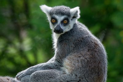 Lmur catta - Zoo de Granby