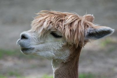 Lama - Zoo de Granby