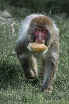 Macaque japonais - Zoo de Granby