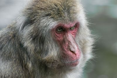 Macaque japonais - Zoo de Granby
