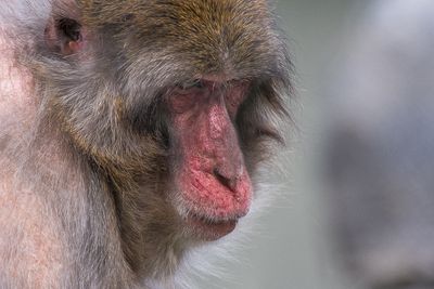 Macaque japonais - Zoo de Granby