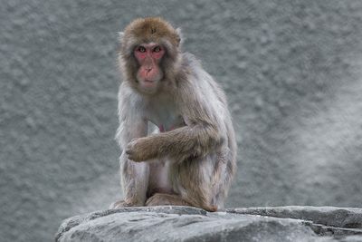 Macaque japonais - Zoo de Granby