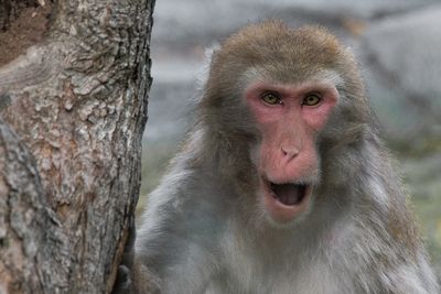 Macaque japonais - Zoo de Granby