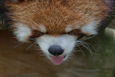 Panda roux - Zoo de Granby