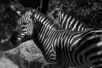 Zbres - Zoo de Granby