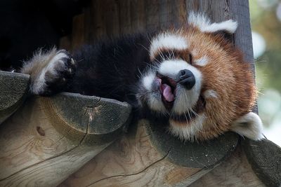 Panda roux - Zoo de Granby