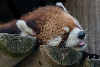 Panda roux - Zoo de Granby