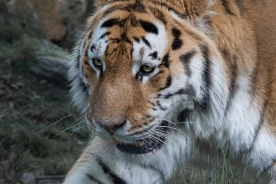 Tigre - Zoo de Granby