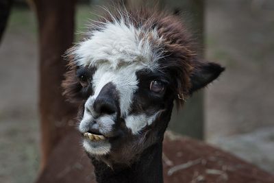 Lama - Zoo de Granby