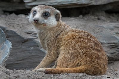 Suricate - Zoo de Granby
