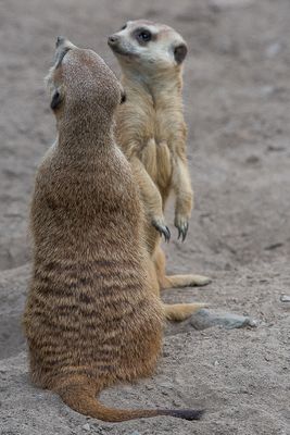 Suricates - Zoo de Granby