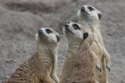 Suricates - Zoo de Granby