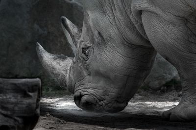 Rhinocros - Zoo de Granby