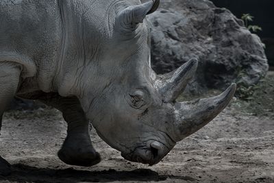 Rhinocros - Zoo de Granby