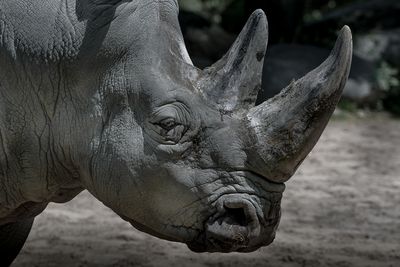 Rhinocros - Zoo de Granby