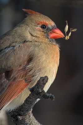 Cardinal - Jardin botanique de Montral 