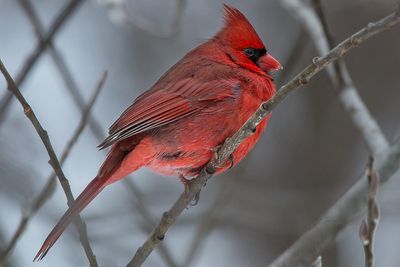 Cardinal - Jardin botanique de Montral 