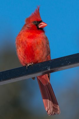 Cardinal - Jardin botanique de Montral 