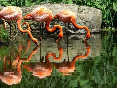 Flamand rose - Zoo de Granby 
